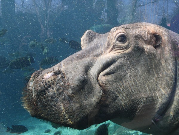 Hippo.  March 2013.