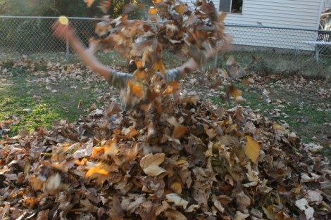 Leaf pile.  November 2013.