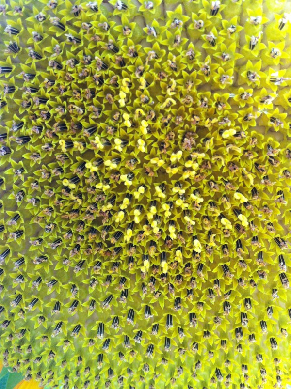 Sunflower. August 2013.