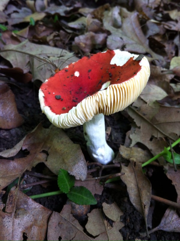 Toadstool and spider