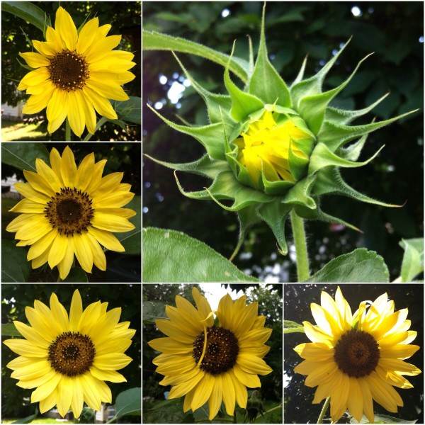 A sunflower over a week