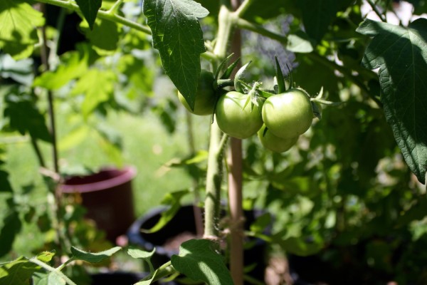 Young green tomatoes