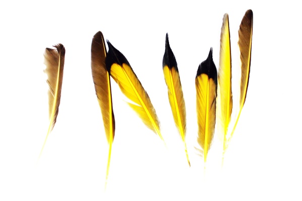 Feathers